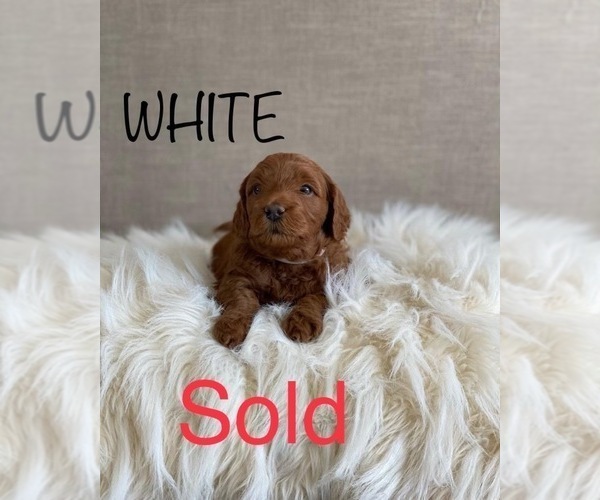 Medium Photo #7 Goldendoodle (Miniature) Puppy For Sale in SYRACUSE, UT, USA
