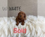 Small Photo #7 Goldendoodle (Miniature) Puppy For Sale in SYRACUSE, UT, USA