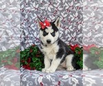 Small Photo #2 Siberian Husky Puppy For Sale in EPHRATA, PA, USA