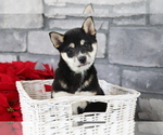 Small #2 Shiba Inu