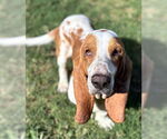 Small #6 Basset Hound