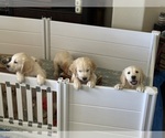 Small English Cream Golden Retriever
