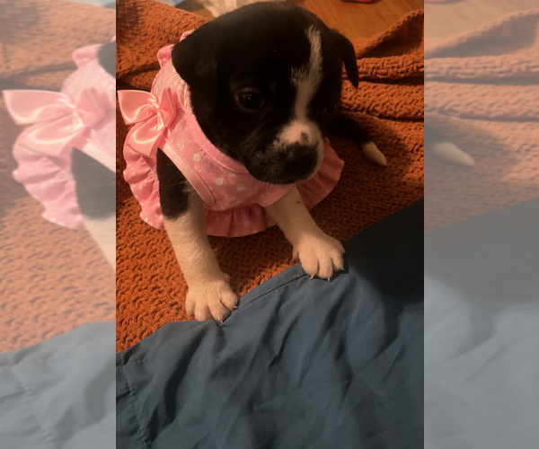 Medium Photo #2 Boston Terrier Puppy For Sale in BURLINGTON TOWNSHIP, NJ, USA