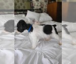 Small #1 Schnauzer (Miniature)