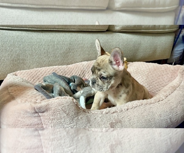 Medium Photo #4 French Bulldog Puppy For Sale in PHILADELPHIA, PA, USA