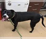 Small American Pit Bull Terrier