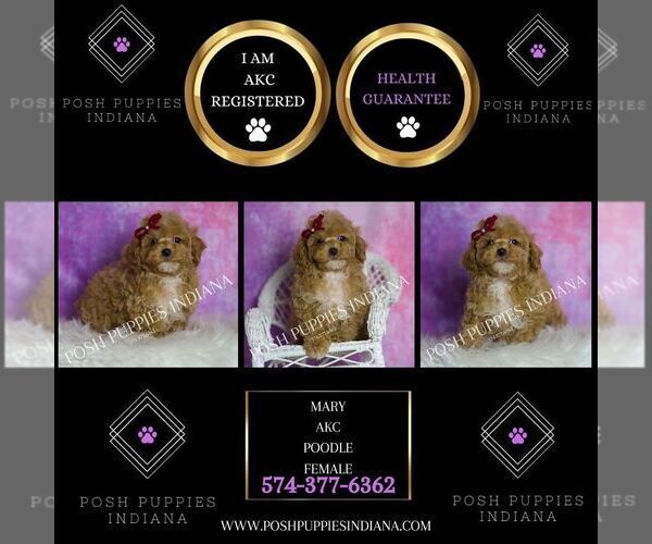 Medium Photo #113 Poodle (Miniature) Puppy For Sale in WARSAW, IN, USA