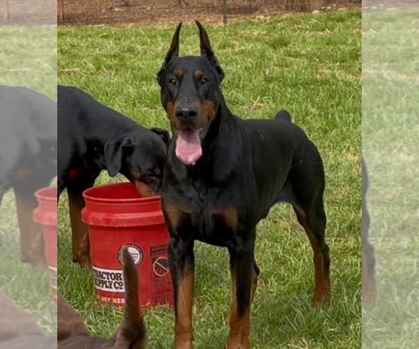 Medium Photo #1 Doberman Pinscher Puppy For Sale in NEWTON, NC, USA