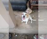 Small Beagle Mix