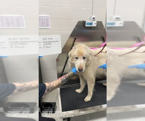 Great Pyrenees Dogs for adoption in Naples, FL, USA