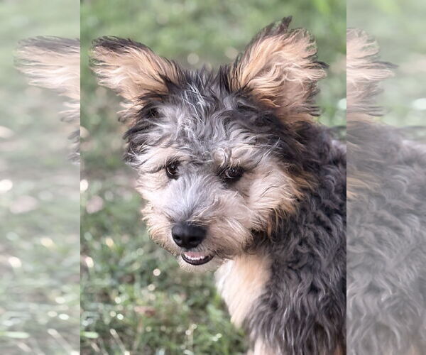 Medium Photo #1 Mutt Puppy For Sale in Cranston, RI, USA