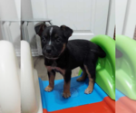 Small Photo #13 Mutt Puppy For Sale in OKLAHOMA CITY, OK, USA