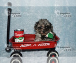 Small Photo #14 Poodle (Toy) Puppy For Sale in SANGER, TX, USA