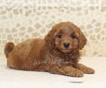Small #1 Cavapoo