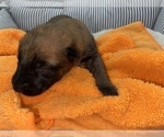 Small Photo #233 Belgian Malinois Puppy For Sale in REESEVILLE, WI, USA