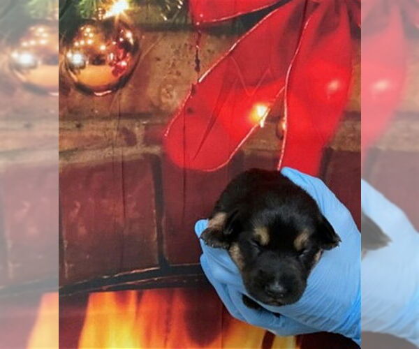 Medium Photo #1 German Shepherd Dog-Unknown Mix Puppy For Sale in San Bernardino, CA, USA