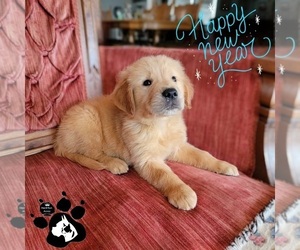 Golden Retriever Puppy for sale in LAKELAND, FL, USA