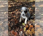 Puppy Sky Australian Cattle Dog
