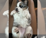Small Photo #2 Miniature Australian Shepherd Puppy For Sale in VALLEY CENTER, CA, USA