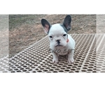 Small Photo #3 French Bulldog Puppy For Sale in ROCK ISLAND, TN, USA