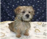 Small Photo #11 Morkie Puppy For Sale in PATERSON, NJ, USA