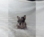 Small #1 French Bulldog
