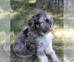 Puppy Jasmine Goldendoodle
