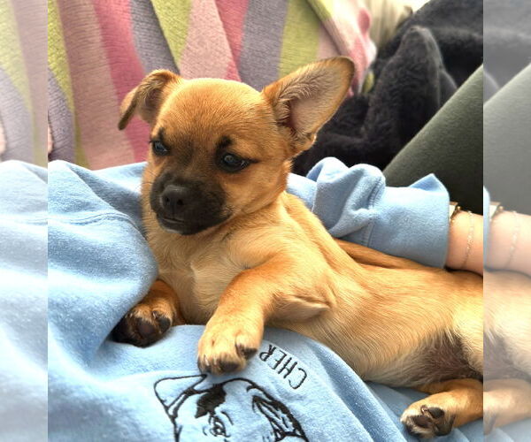 Medium Photo #3 Chiranian Puppy For Sale in Bellevue, WA, USA