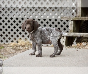 German Shorthaired Pointer Puppy for sale in LEWELLEN, NE, USA