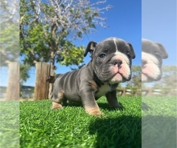 Medium Photo #1 English Bulldog Puppy For Sale in LA JOLLA, CA, USA