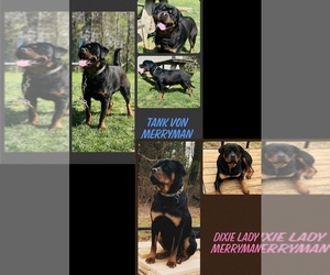 Rottweiler Puppy for sale in BOSTON, VA, USA