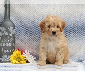 Aussiedoodle-Poodle (Miniature) Mix Puppy for sale in FREDERICKSBG, OH, USA