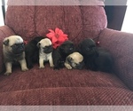 Small Photo #4 Pug Puppy For Sale in DAYTON, VA, USA