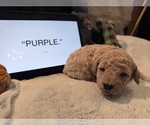 Small #8 Goldendoodle