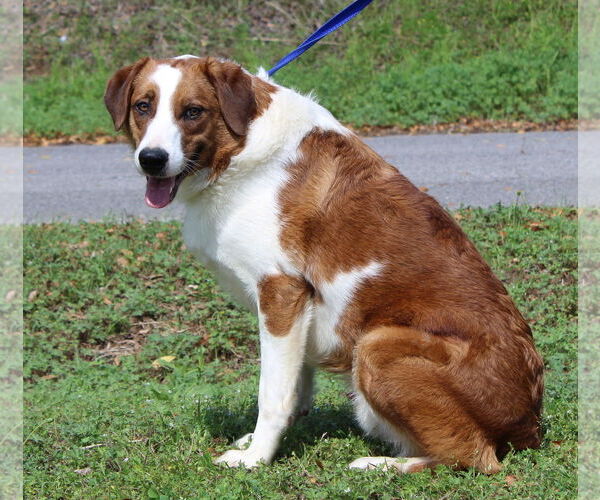 Medium Photo #4 Border Collie-Retriever  Mix Puppy For Sale in Prattville, AL, USA