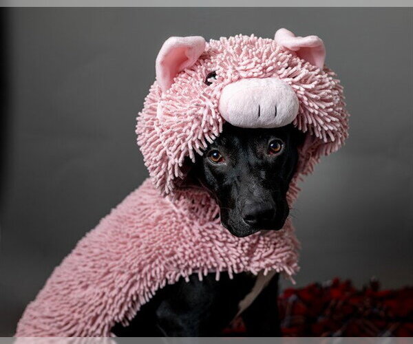 Medium Photo #1 Labrador Retriever-Unknown Mix Puppy For Sale in Ames, IA, USA