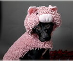 BANDIT - Male Labrador Retriever-Unknown Mix Dog for Adoption - Small photo