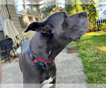 Small #7 Great Dane