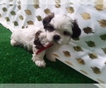 Small Photo #2 Shih Tzu Puppy For Sale in SCOTTVILLE, MI, USA