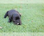 Small Photo #1 Bulldog Puppy For Sale in DEERFIELD BEACH, FL, USA