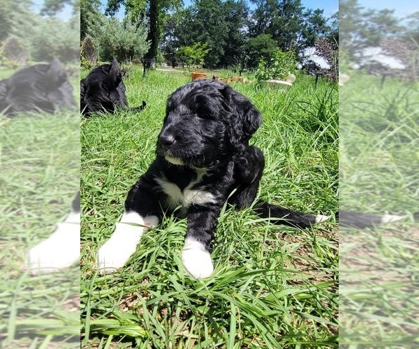 Medium Photo #5 Aussiedoodle Puppy For Sale in CONWAY, SC, USA