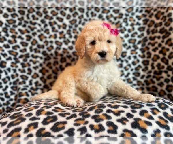 Medium Photo #11 Poodle (Standard) Puppy For Sale in LAKELAND, FL, USA