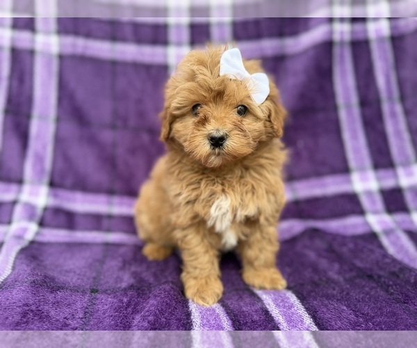 Medium Photo #6 Shih-Poo Puppy For Sale in LAKELAND, FL, USA