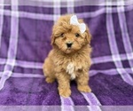Small #5 Shih-Poo