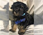 Small #4 Schnoodle (Miniature)