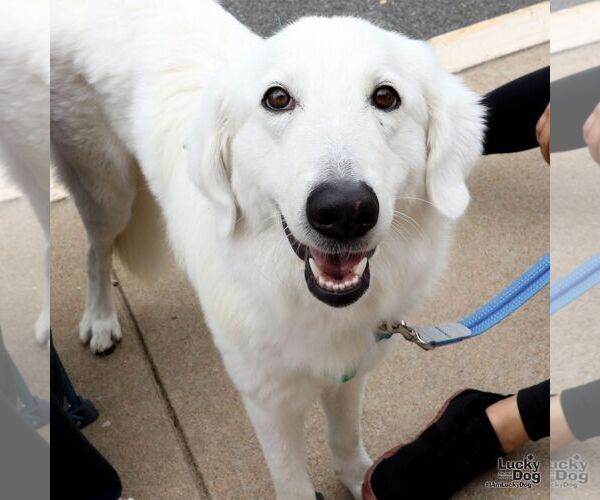 Medium Photo #3 Great Pyrenees-Retriever  Mix Puppy For Sale in Washington, DC, USA