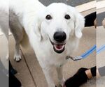 Small #2 Great Pyrenees-Retriever  Mix