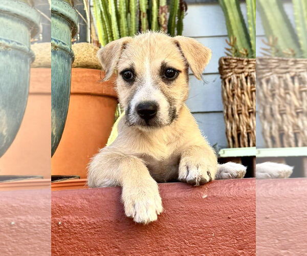 Medium Photo #14 American Staffordshire Terrier-Chinese Shar-Pei Mix Puppy For Sale in Corona, CA, USA