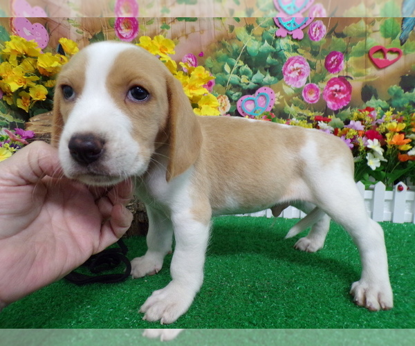 Medium Photo #5 Beagle Puppy For Sale in HAMMOND, IN, USA
