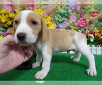 Small #4 Beagle